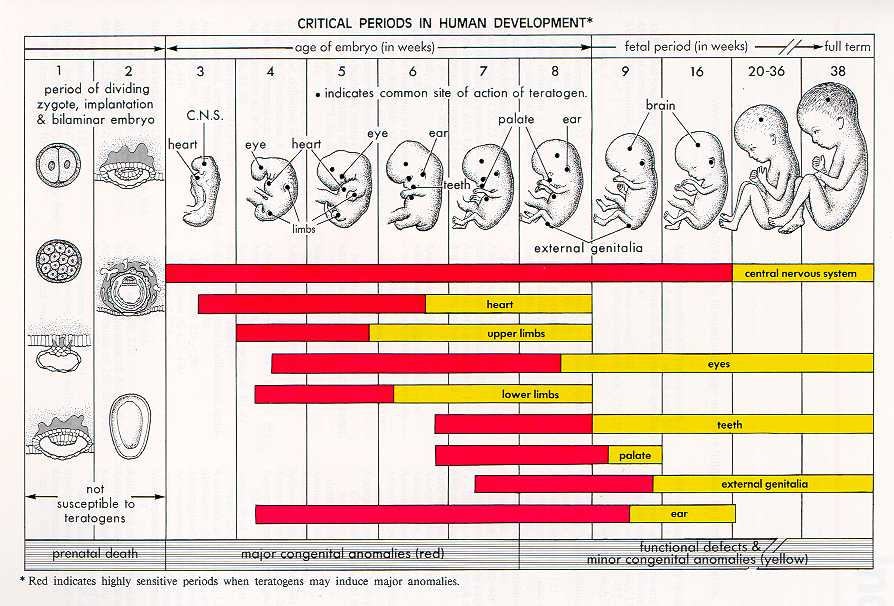 Human Fetal Growth Chart